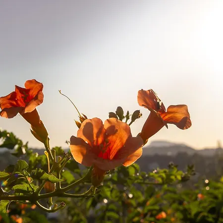 Nikargy Avra * Коскину