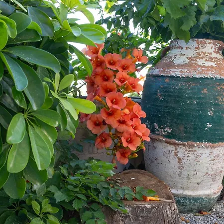 Nikargy Avra Daire Koskinou (Rhodes)