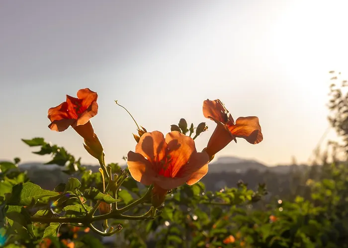 Nikargy Avra * Koskinou (Rhodes)